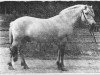 stallion Talman K (Fjord Horse, 1966, from Totila)