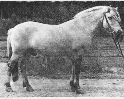 stallion Talman K (Fjord Horse, 1966, from Totila)