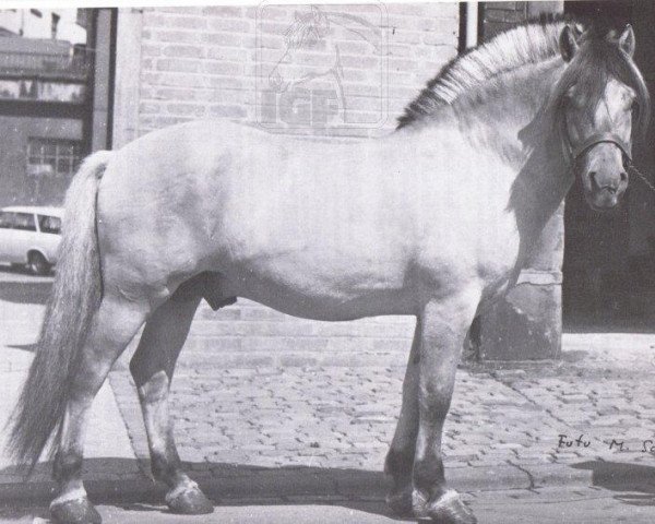 Deckhengst Harald K 692 (Fjordpferd, 1964, von Heros)