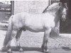 stallion Harald K 692 (Fjord Horse, 1964, from Heros)