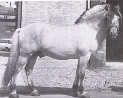 stallion Harald K 692 (Fjord Horse, 1964, from Heros)