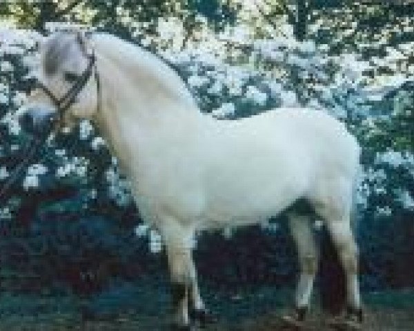 stallion Kalif (Fjord Horse, 1989, from Stendis Ravn)