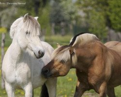 broodmare Luna von der Friedeburg (Fjord Horse, 1993, from Monolitt N.1974)