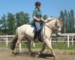 stallion Diamant von der Friedeburg (Fjord Horse, 1999, from Dex)