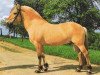 stallion Haavard (Fjord Horse, 1983, from Hallodri)