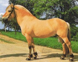 stallion Haavard (Fjord Horse, 1983, from Hallodri)