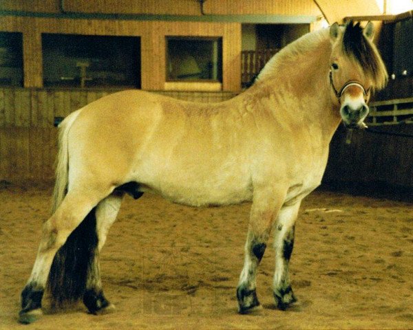 Pferd Dino (Fjordpferd, 1982, von Dorian F 101)