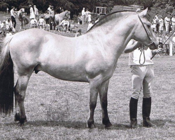 stallion Hallodri (Fjord Horse, 1974, from Hjalmar 36)