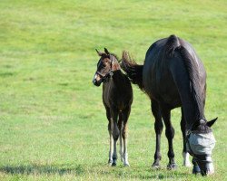 horse Hengst von Carpe Diem xx (Thoroughbred, 2019, from Carpe Diem xx)