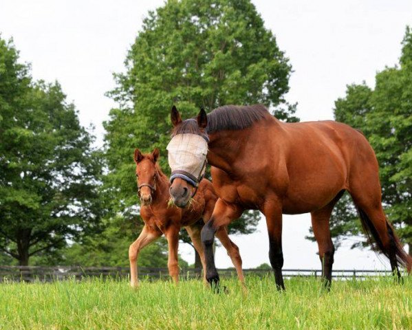 horse Hengst von Speightstown xx (Thoroughbred, 2021, from Speightstown xx)