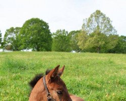 Pferd Stute von Curlin xx (Englisches Vollblut, 2021, von Curlin xx)