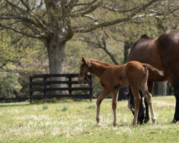 horse Stuet von Curlin xx (Thoroughbred, 2021, from Curlin xx)