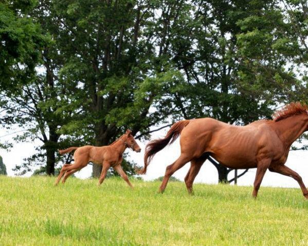 horse Hengst von Justify xx (Thoroughbred, 2021, from Justify xx)