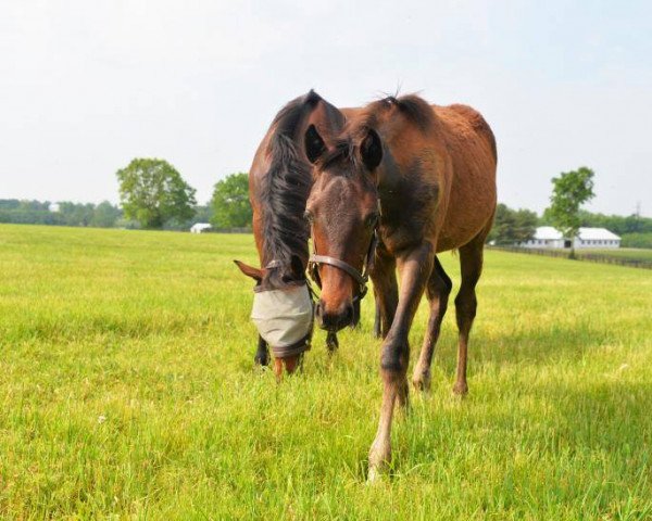 horse Stute von Medaglia d´oro xx (Thoroughbred, 2021, from Medaglia d'Oro xx)