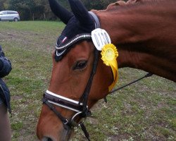 dressage horse Luziano 9 (Hanoverian, 2008, from Lauries As)