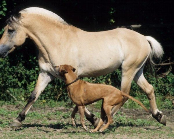 Pferd D'Michel (Fjordpferd, 1999, von Dalar)