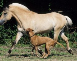 horse D'Michel (Fjord Horse, 1999, from Dalar)