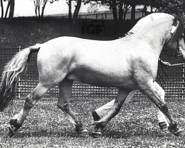 stallion Domino (Fjord Horse, 1976, from Dorian F 101)