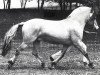 stallion Domino (Fjord Horse, 1976, from Dorian F 101)