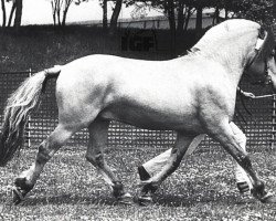 Deckhengst Domino (Fjordpferd, 1976, von Dorian F 101)