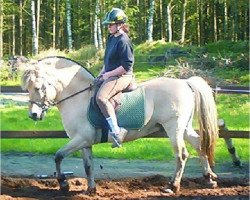 stallion Don (Fjord Horse, 1994, from Douglas II)