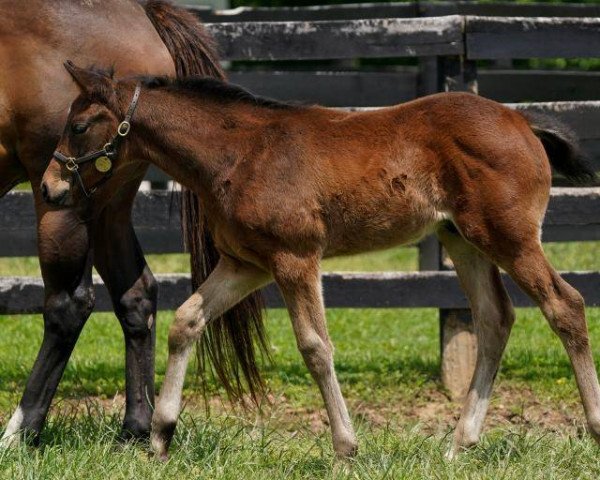 horse Hengst von Uncle Mo xx (Thoroughbred, 2021, from Uncle Mo xx)