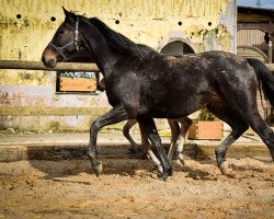 broodmare Jazz Dance (Oldenburg, 2009, from Jazz Time)