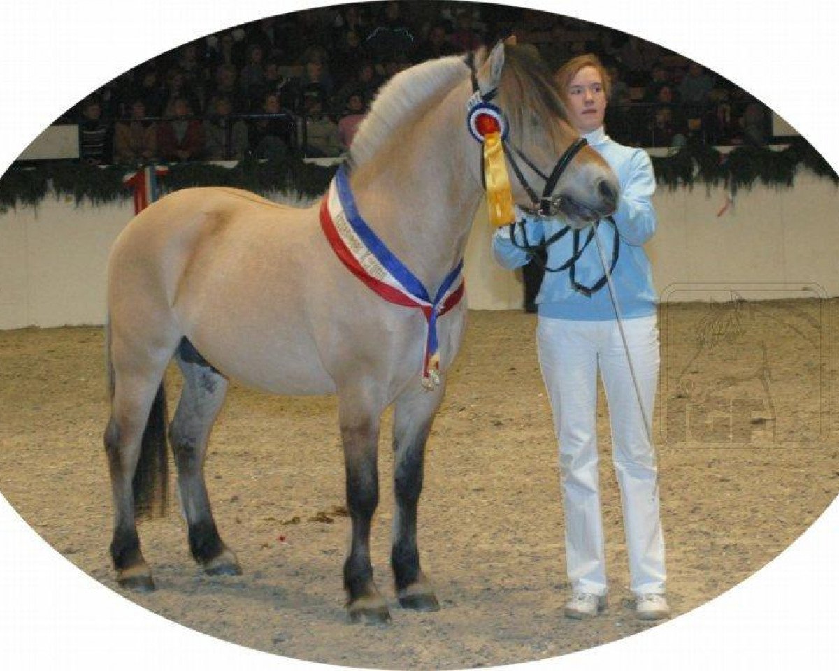 horse Don Kjærgaard (Fjord Horse, 2003, from Golf Gudenå)