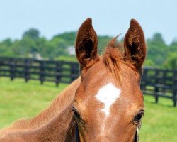 horse Stute von Curlin xx (Thoroughbred, 2021, from Curlin xx)