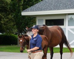 horse Hengst von Ghostzapper xx (Thoroughbred, 2021, from Ghostzapper xx)