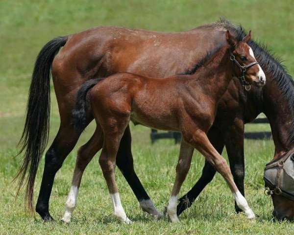 horse Hengst von Medaglia d´Oro xx (Thoroughbred, 2021, from Medaglia d'Oro xx)