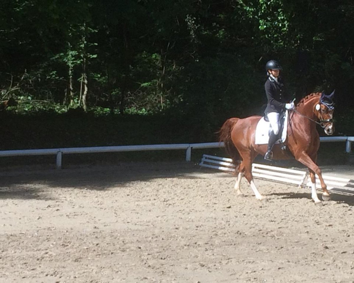 dressage horse Dakota's Moonlight (Hanoverian, 2005, from Dartagnan)