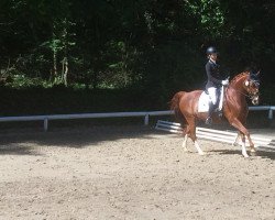 dressage horse Dakota's Moonlight (Hanoverian, 2005, from Dartagnan)