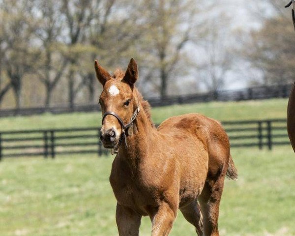 horse Hengst von Curlin xx (Thoroughbred, 2021, from Curlin xx)