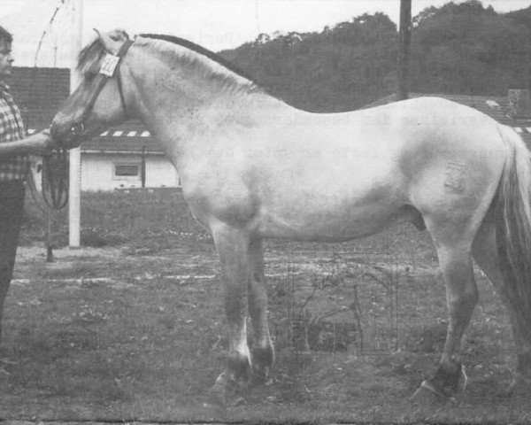 stallion Dorian F 101 (Fjord Horse, 1972, from Draublakken F (HE) 75)