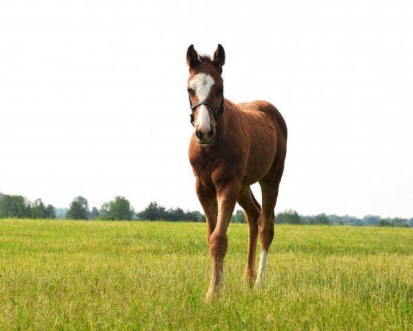 Pferd Hengst von Into Mischief xx (Englisches Vollblut, 2021, von Into Mischief xx)