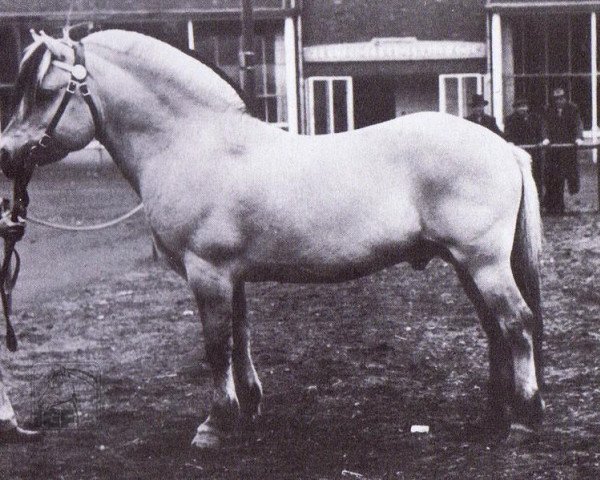 Deckhengst Ludar N.1504 (Fjordpferd, 1950, von Solbu N.1231)