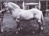 stallion Ludar N.1504 (Fjord Horse, 1950, from Solbu N.1231)