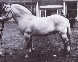 stallion Ludar N.1504 (Fjord Horse, 1950, from Solbu N.1231)