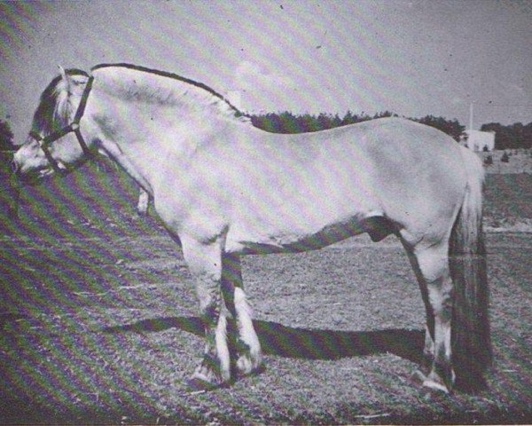 Deckhengst Pandur (Fjordpferd, 1971, von Panther)