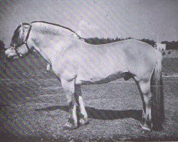 stallion Pandur (Fjord Horse, 1971, from Panther)