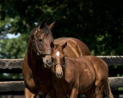 horse Hengst von Omaha Beach xx (Thoroughbred, 2021, from Omaha Beach xx)