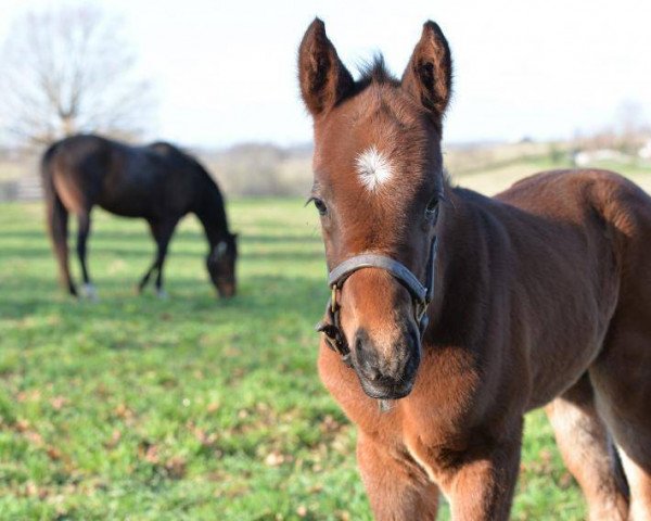 Pferd Alejandro xx (Englisches Vollblut, 2018, von Curlin xx)