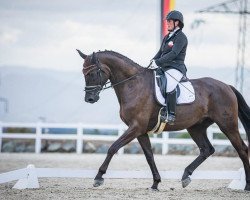 dressage horse Don Deinhard (Austrian Warmblood, 2014, from Don Index)