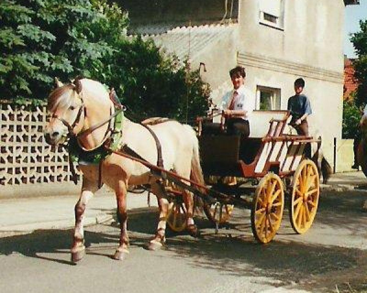 horse Orlandos (Fjord Horse, 1986, from Ohlsen)