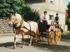 Pferd Orlandos (Fjordpferd, 1986, von Ohlsen)