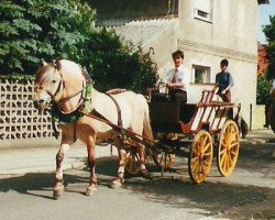 horse Orlandos (Fjord Horse, 1986, from Ohlsen)