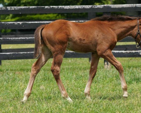 horse Hengst von Curlin xx (Thoroughbred, 2021, from Curlin xx)