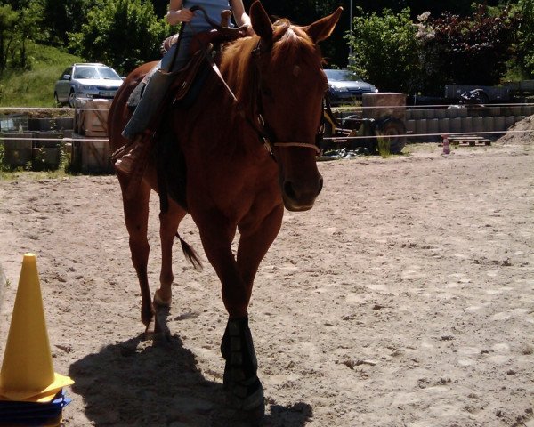 Zuchtstute La Chica O Lena (Quarter Horse, 1998, von Olena San Badger)