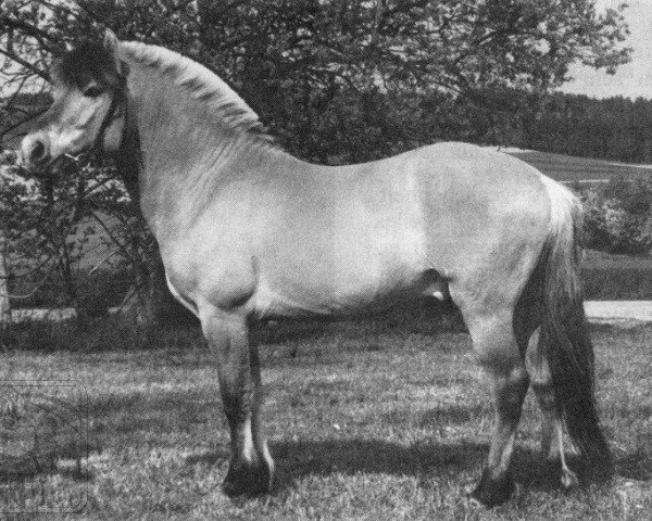 stallion Drago (Fjord Horse, 1988, from Draustein)